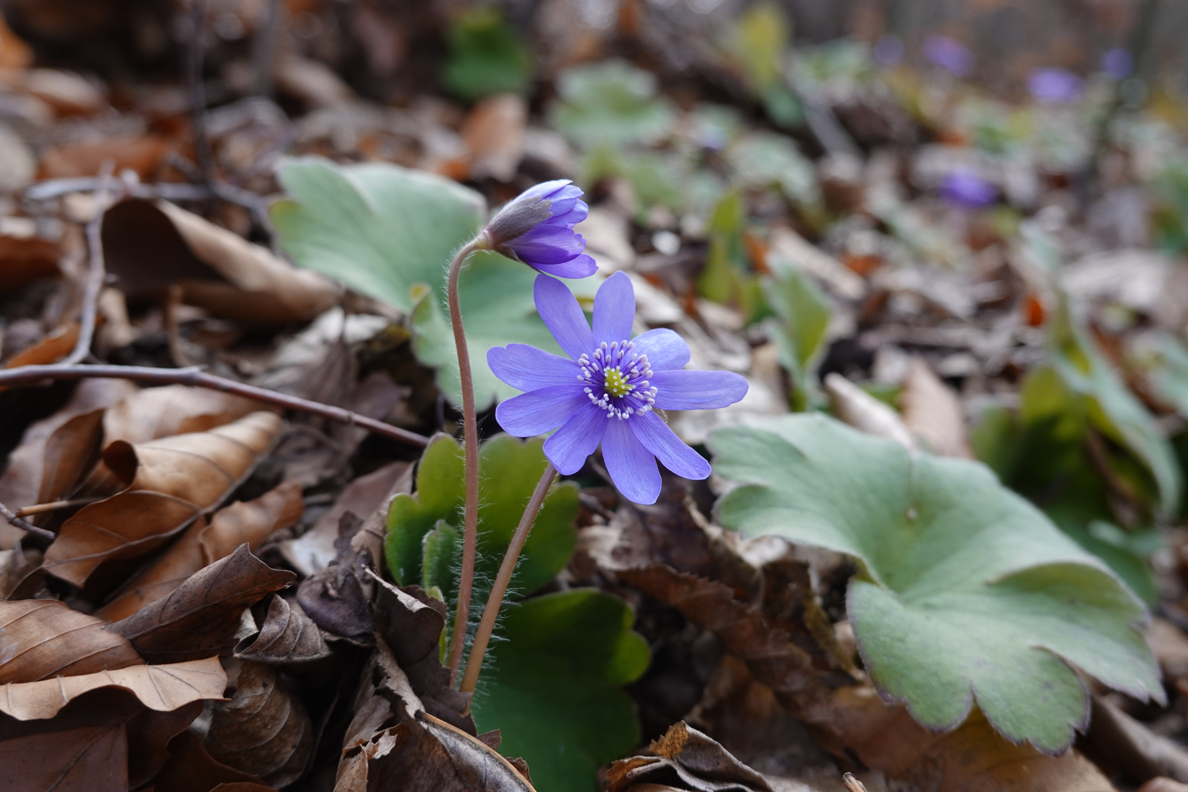 Hepatica transsilvanica photographed on Dealul Melcilor in February.