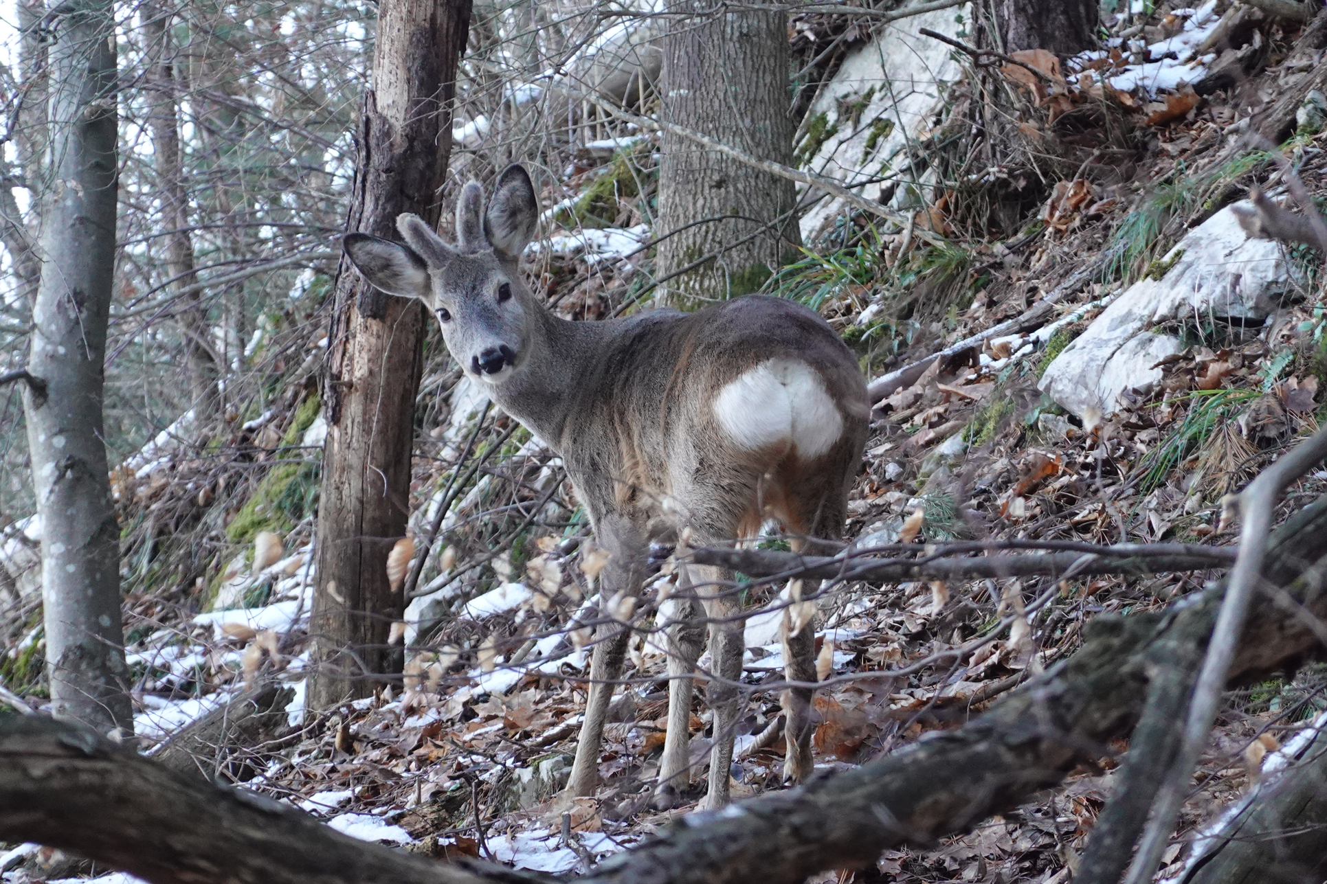 A young roe deer, photographed on Tâmpa in January.